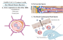 Fig. 12