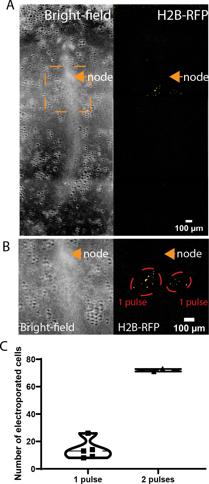 Figure 2—figure supplement 1.