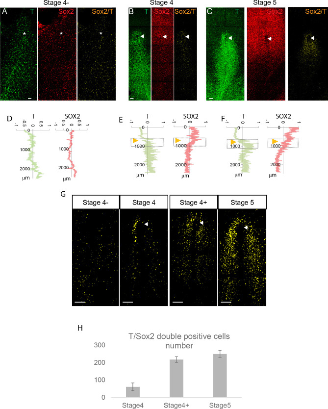 Figure 1—figure supplement 1.