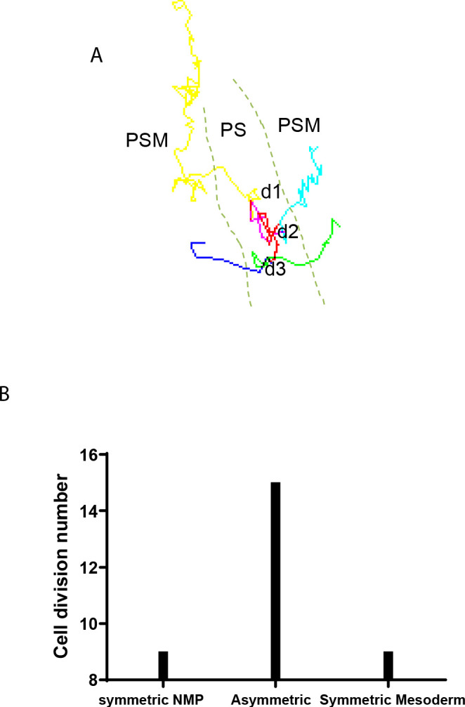 Figure 7—figure supplement 1.