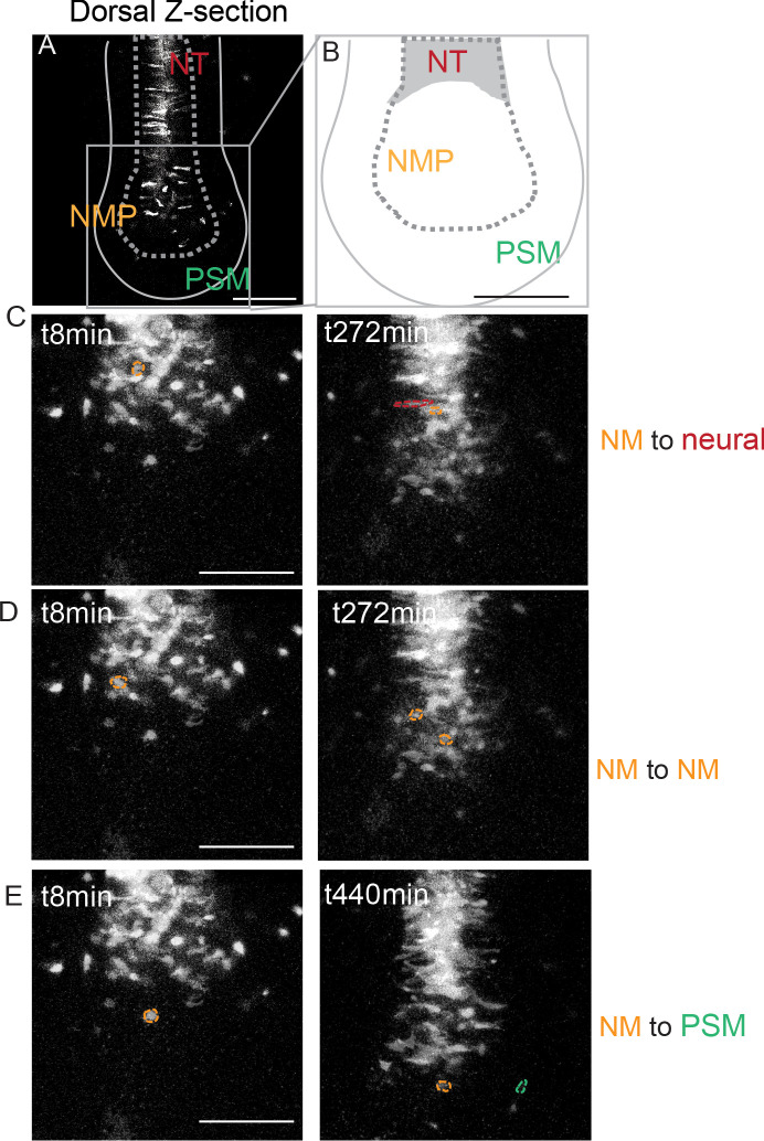 Figure 1—figure supplement 2.