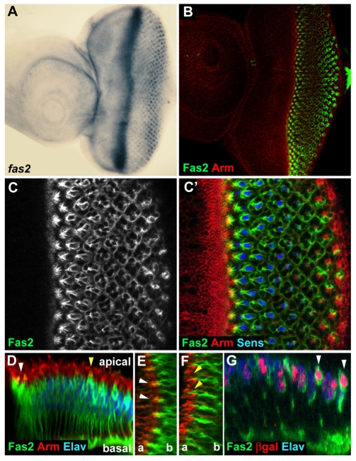 Fig. 2.