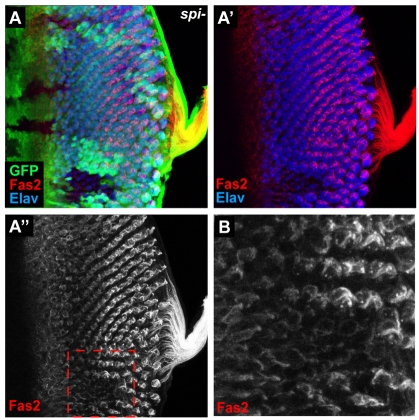 Fig. 6.