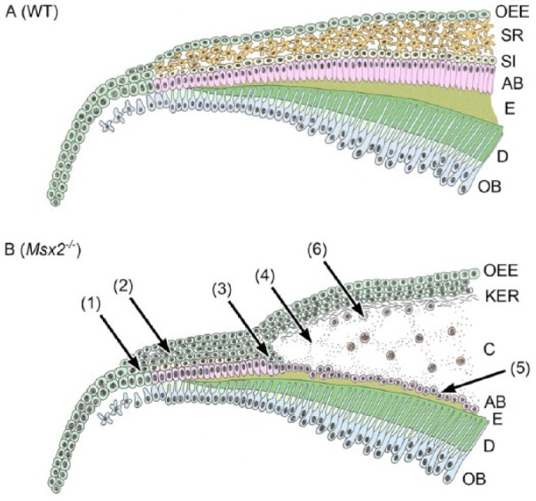 Figure 5.