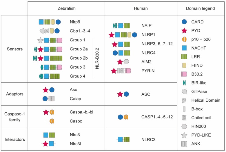 Figure 1