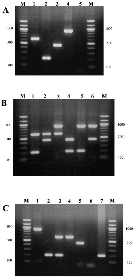 FIG. 1.