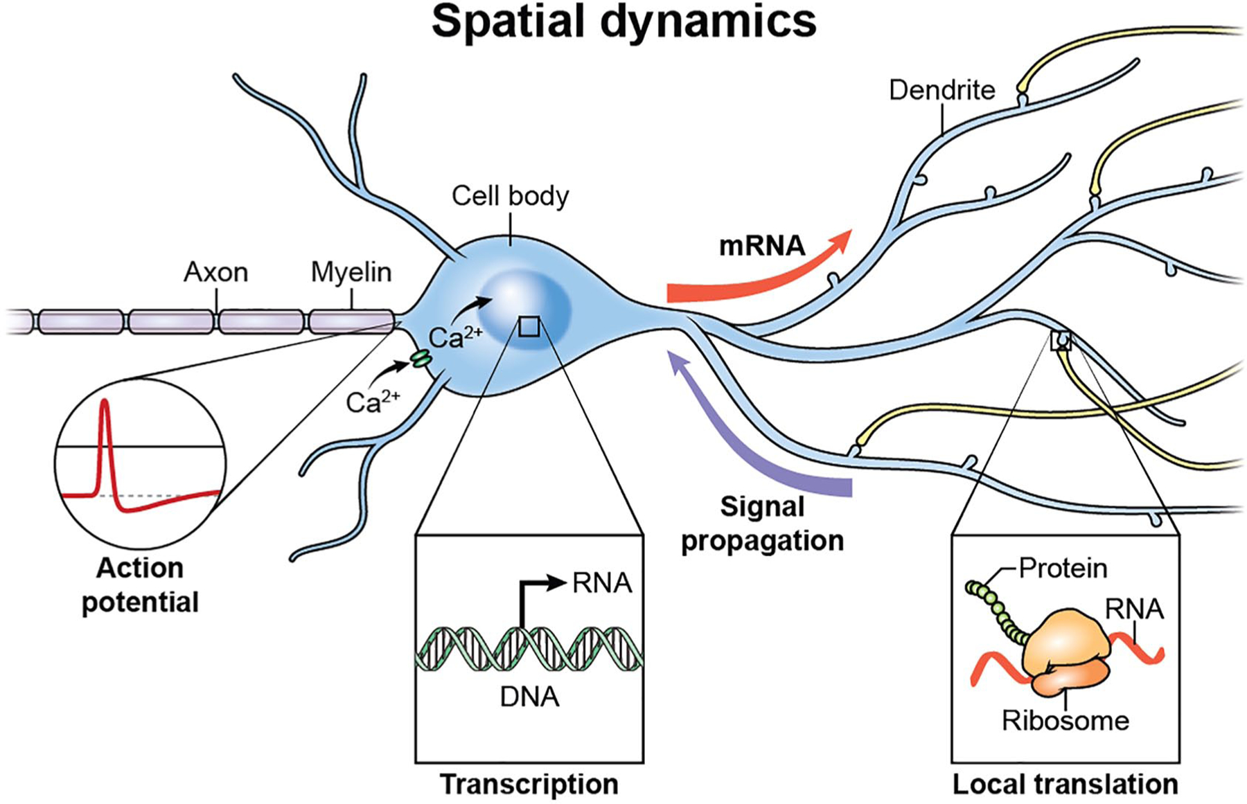 Figure 5.