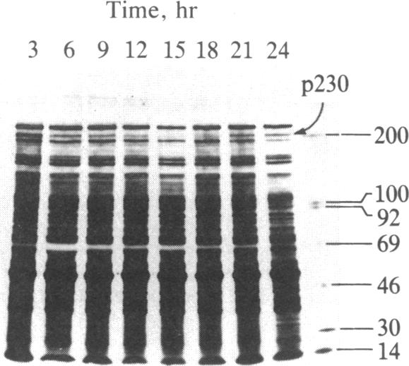 graphic file with name pnas00360-0186-a.jpg