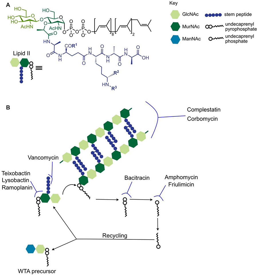 Figure 2: