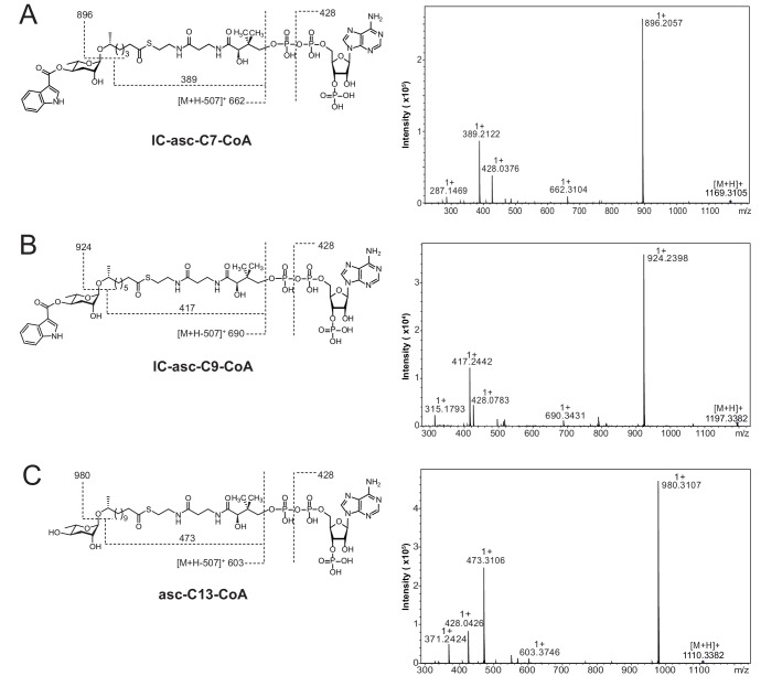 Figure 5—figure supplement 1.