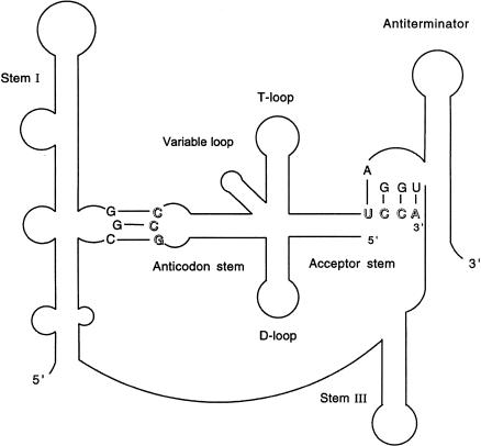 FIGURE 1.