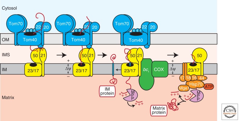 Figure 5.