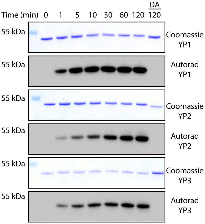 Fig 6.