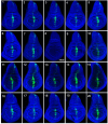 Figure 5—figure supplement 1.