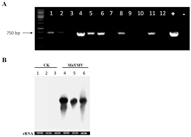 Figure 6