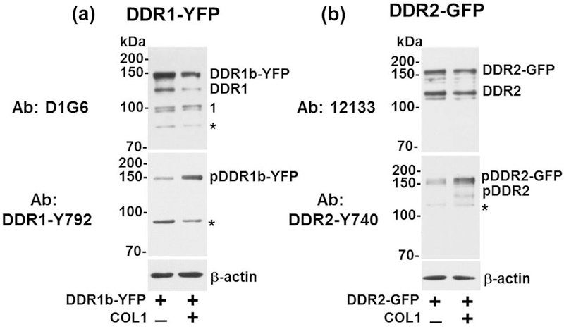 Figure 7: