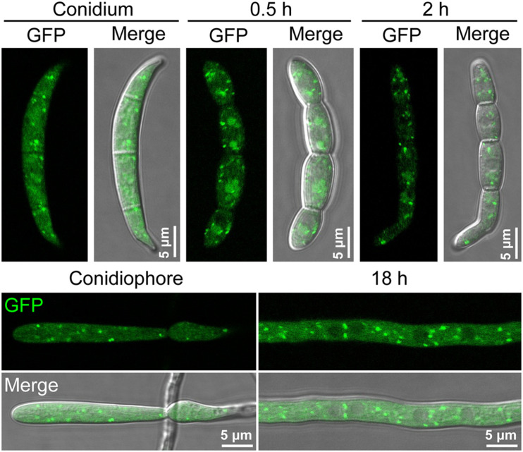 FIGURE 3