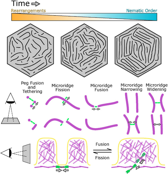 FIGURE 9: