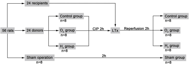 FIGURE 1