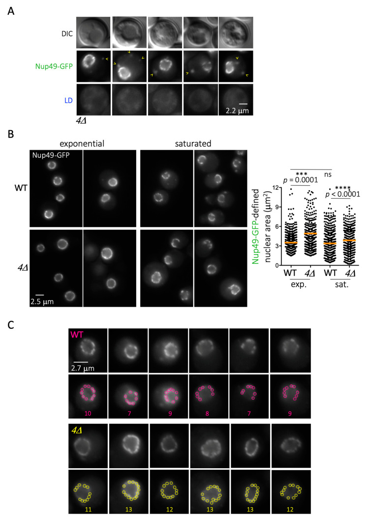 Figure 5