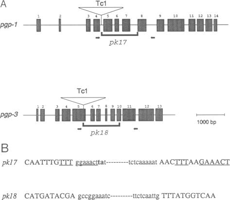 graphic file with name emboj00033-0025-a.jpg