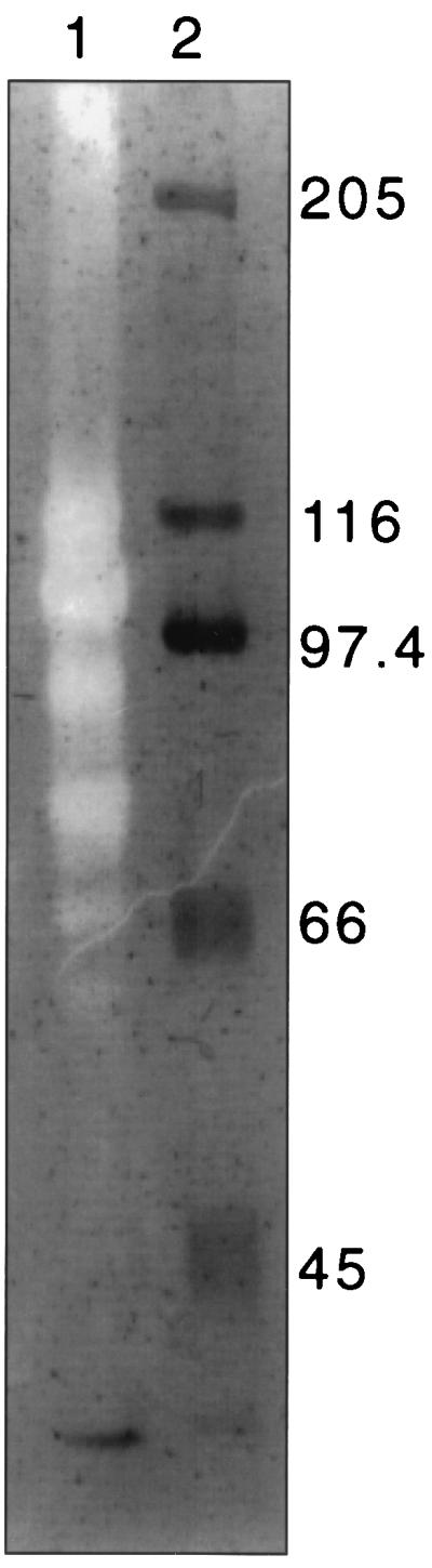 FIG. 1