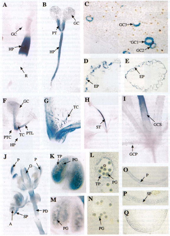 Figure 7.