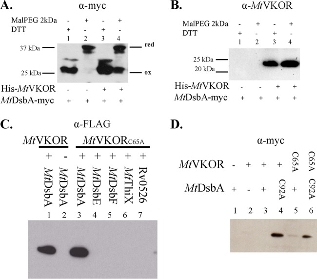 FIG 3