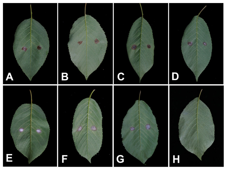 Figure 7