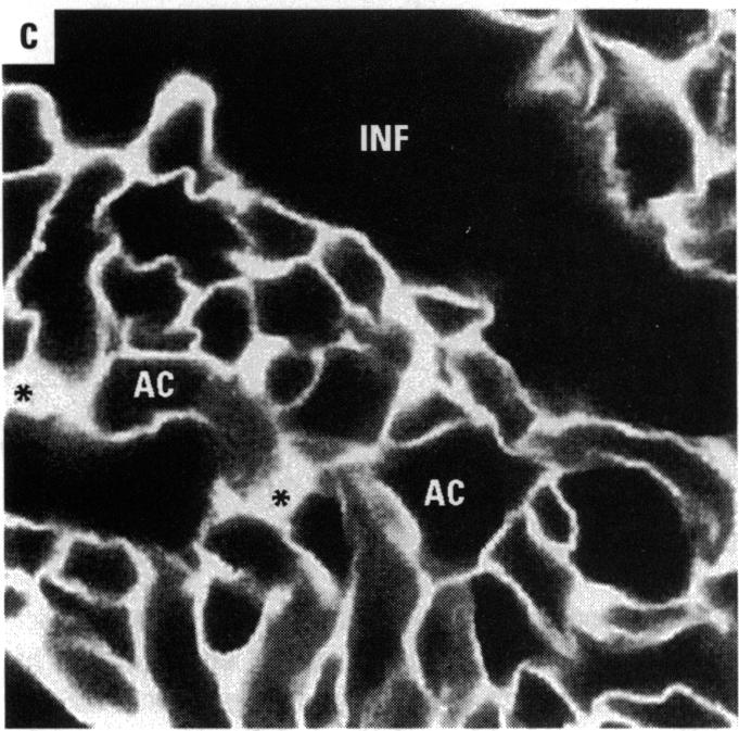 Figure 5. C