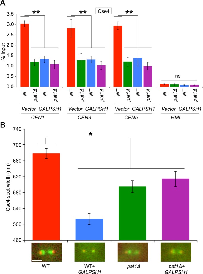 FIGURE 5: