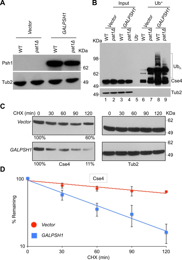 FIGURE 4: