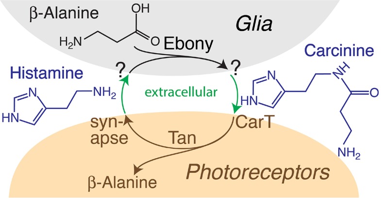 Figure 4—figure supplement 1.