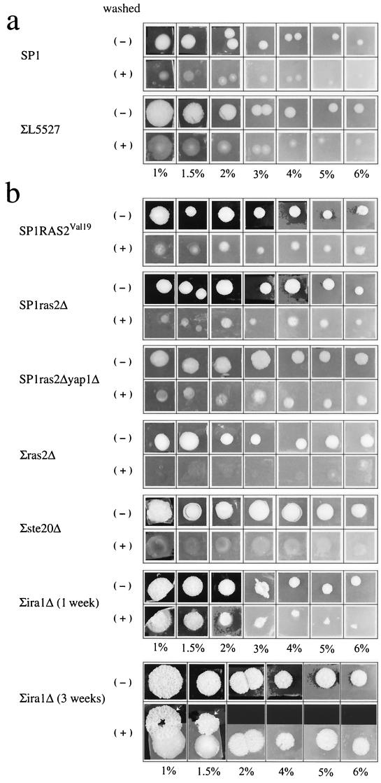 FIG. 6