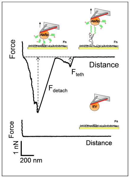 Fig. 4