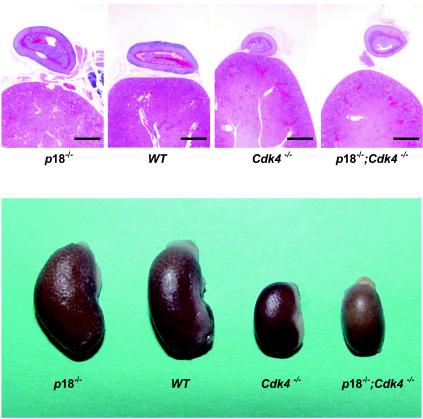 FIG. 6.