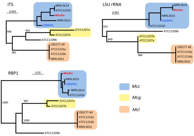 FIG 1 