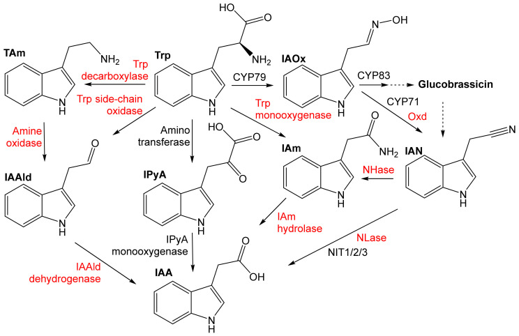 Figure 6