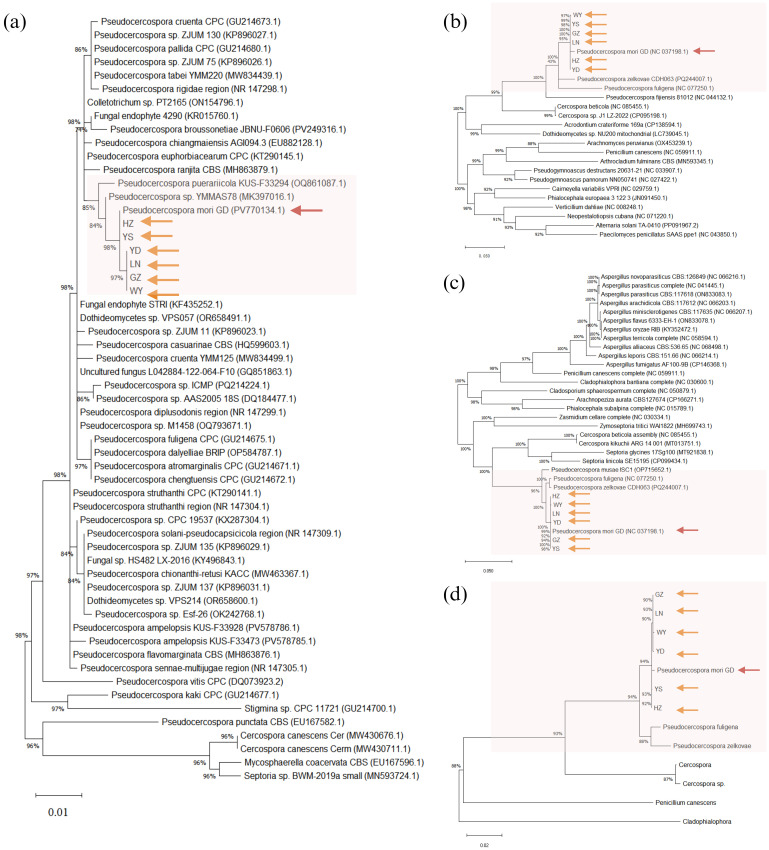 Phylogenetic trees (a, b, c, d) illustrating the relationships among various Pseudocercospora species and related fungi. Branch lengths and bootstrap values indicate evolutionary distances and support. Highlighted in red are Pseudocercospora mori clusters in each tree, marked with arrows. Different strains, labeled YS, GZ, LN, LJ, YD, and HZ, are shown. Trees display different groupings, with sections shaded to emphasize particular clades. Each panel represents distinct analyses or datasets, reflecting genetic relationships in the study.