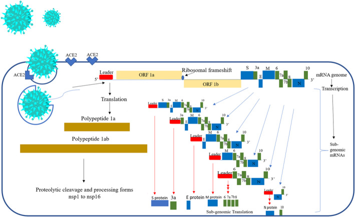 FIGURE 1