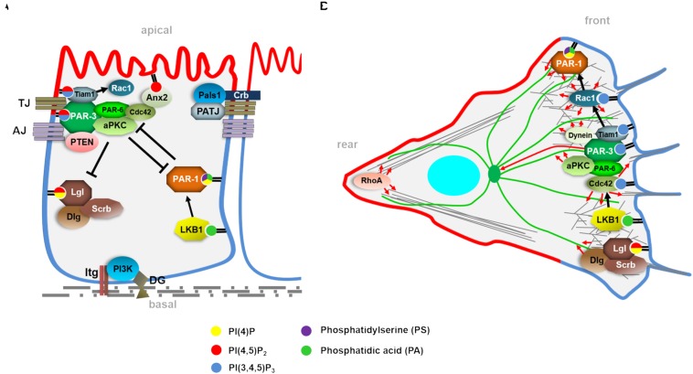 FIGURE 1