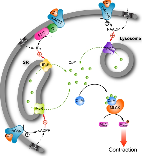 FIGURE 7.