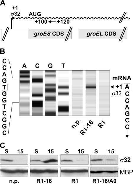 FIG. 5.