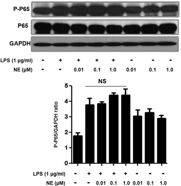 Supplemental Fig. 2.