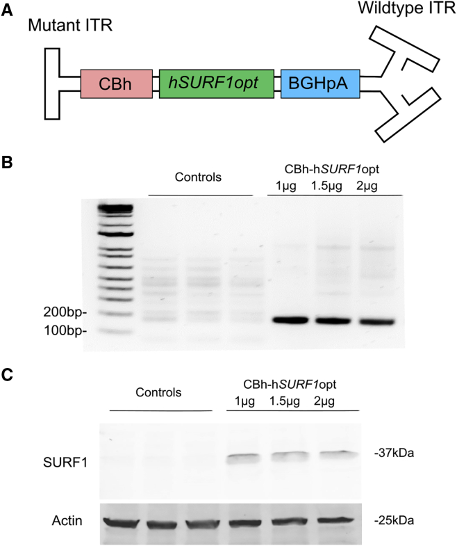 Figure 1