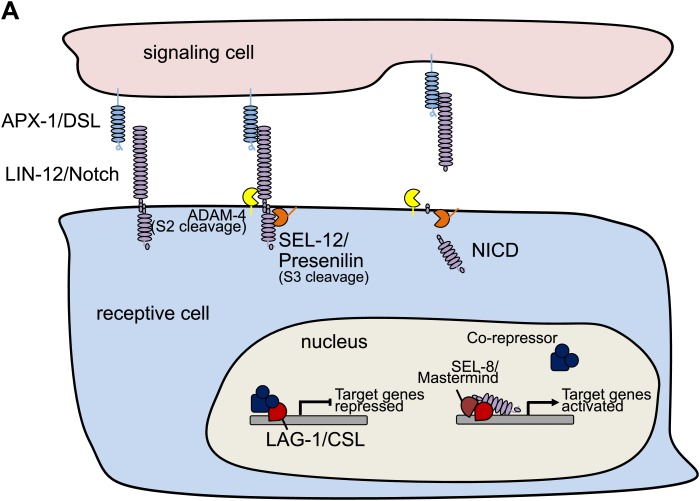 Figure 1—figure supplement 3.