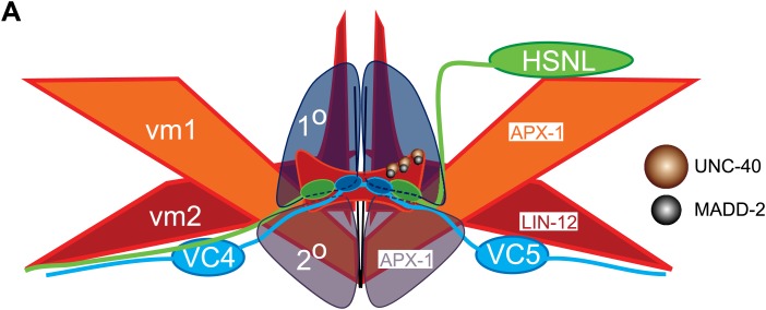 Figure 7—figure supplement 3.