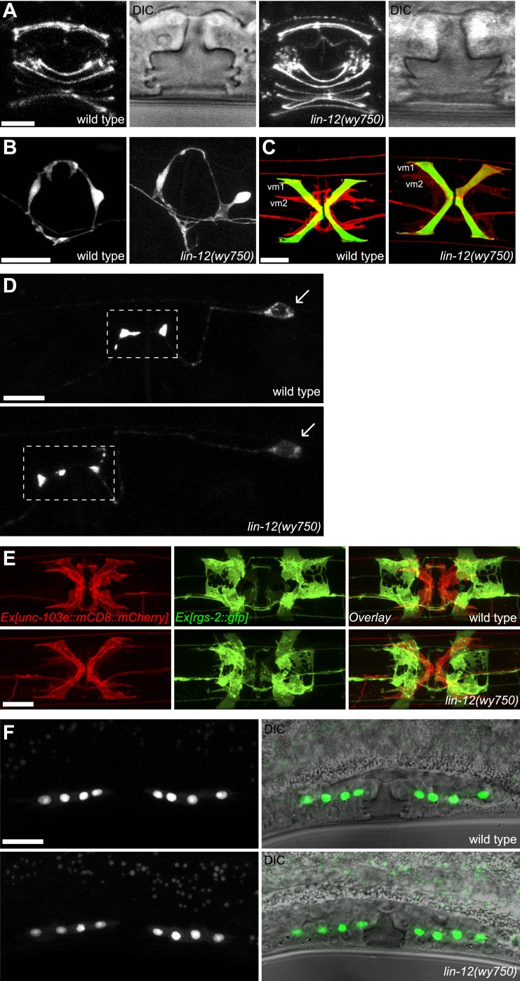 Figure 1—figure supplement 4.