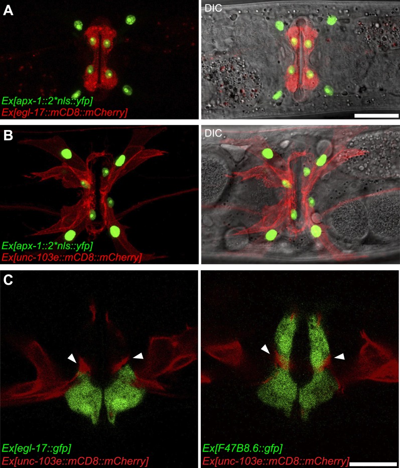 Figure 4—figure supplement 1.