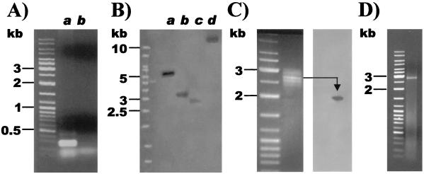 FIG. 2.